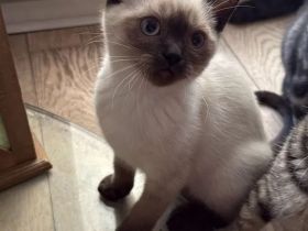 Reinrassige BKH Kitten suchen liebevolles Zuhause
