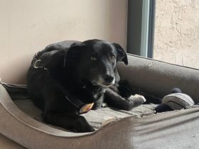 Zuhause gesucht für Nistru