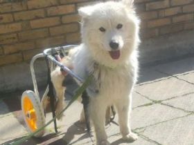 Über Mimi die Rolli-Rakete