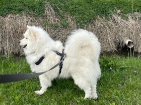 Über Samo ein Traumhund