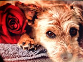 Luna Norfolk Terrier (9J.) sucht neues liebevolles Körbchen