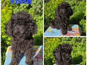Cockapoo Welpen suchen ein schönen Zuhause