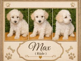 Cockapoo Welpen suchen ein schönen Zuhause