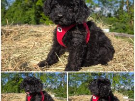 Cockapoo Welpen suchen ein schönen Zuhause