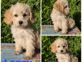 Cockapoo Welpen suchen ein schönen Zuhause