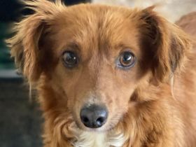 Konrada, geb. ca. 04/2025, lebt in GRIECHENLAND, auf einer privaten Pflegestelle