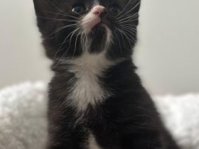 Unsere süßen Tabby-Kitten suchen liebevolles Zuhause