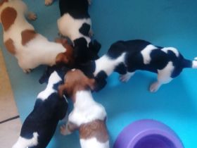 Jack Russell Terrier Rüden mit CHIP/Eu-PASS ab sofort