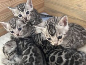 Bengalkatzen Silver und Black Silver