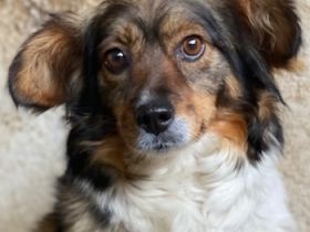 Laika, geb. ca. 11/2024, lebt in GRIECHENLAND, auf einer privaten Pflegestelle