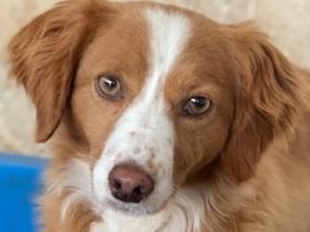 Sukia, geb. ca. 04/2023, lebt in GRIECHENLAND, auf einer privaten Pflegestelle