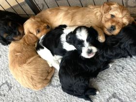 Kleine Maltipoo-Welpen suchen ihr Herzenszuhause 🐾💛