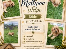 Maltipoo-Welpe Rüde aus liebevoller Familienaufzucht suchen ihr Zuhause