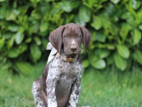 Deutsch Kurzhaar Hündin Ottelie aus liebevoller Zucht mit Papieren