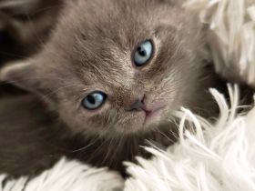 6 Britisch-Kurzhaar-Kitten aus liebevoller Aufzucht suchen ein Zuhause auf Lebenszeit