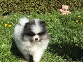 Zuckersüße Spitzwelpen