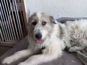 Liebenswerte Sarah sucht ihren Menschen