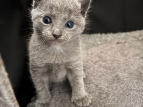 🐾Russisch Blau kitten🐾