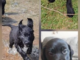 Labrador Schäferhund Mix