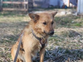 Zuhause gesucht für Dan