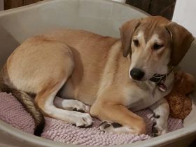 Wanda sucht ein neues Zuhause