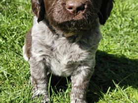 Kleiner Münsterländer