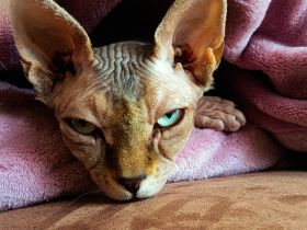 Don Sphynx Katze Stella sucht liebevolles Zuhause