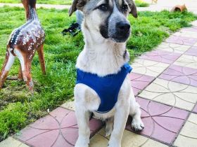 Joy ein toller lieber Rüde