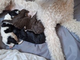 Perro de Agua Espanol spanischer Wasserhund