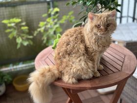 Selkirk Rex Kater Cosmo