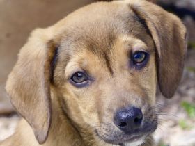 Spencer 2, Sky 5 und Smila/Mischlinge