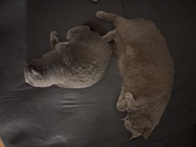 Zuhause gesucht für Nacho & Bounty