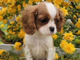Cavalier King Charles Spaniel Mädchen