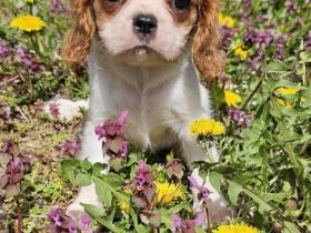 Cavalier King Charles Spaniel Mädchen