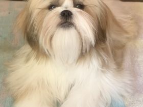 Shih Tzu-Hündin, FCI-Papiere