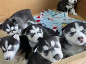 Reinrassige Siberian Husky Welpen