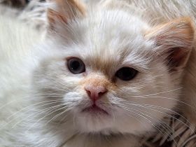 Birma/BKH Mixkätzchen