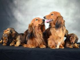 Langhaarteckel Welpen aus edler Langhaarteckelzucht