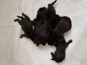 Langhaarteckel Welpen aus edler Langhaarteckelzucht