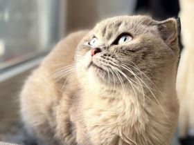 Wunderschöne Scottish Fold Katze sucht neues Zuahuse