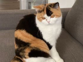 Wunderschöne Britisch Kurzhaarkatze black-tortie-white