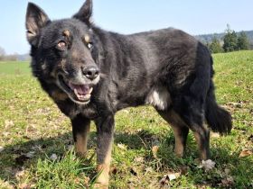 Jargo sucht hundeerfahrene Menschen