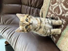 Bengal x BKH Kitten Katzenbabys