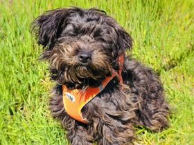 Aria ein kleines Wollknäuel