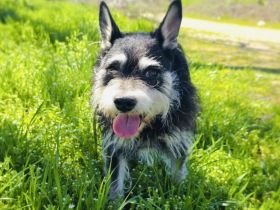 Darko sucht ein Zuhause