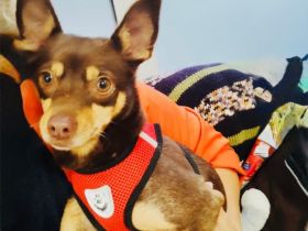 Zwergpinscher Mocca einfach nur lieb