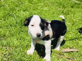 Sparky ein freundliches Kerlchen