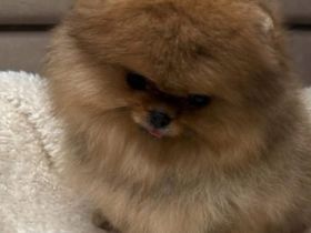 Ich biete reinrassige Pomeranian-Welpen zum Verkauf an.