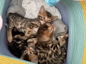 Bengal kitten suchen ein schönes zuhause