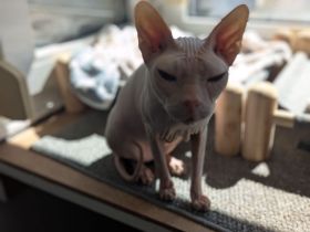Zwei Sphynx Mädels abzugeben